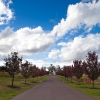 Hunter Valley Vineyard Photos